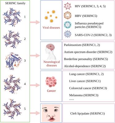 The Emerging Role of the Serine Incorporator Protein Family in Regulating Viral Infection